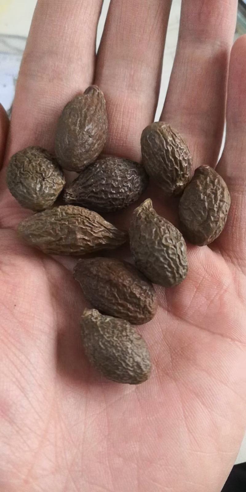 胖大海泡水散装搭甘草罗汉果金银花菊花茶炎咽茶组合凉茶
