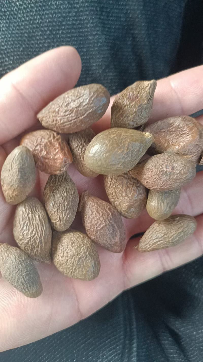 胖大海泡水散装搭甘草罗汉果金银花菊花茶炎咽茶组合凉茶