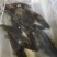 野生斑鳜