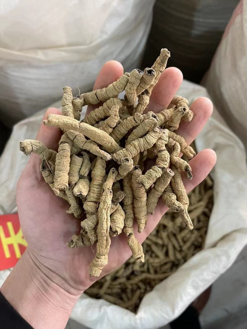 广东巴戟天中药材搭配锁阳肉苁蓉片杜仲男性泡酒泡水新货上市