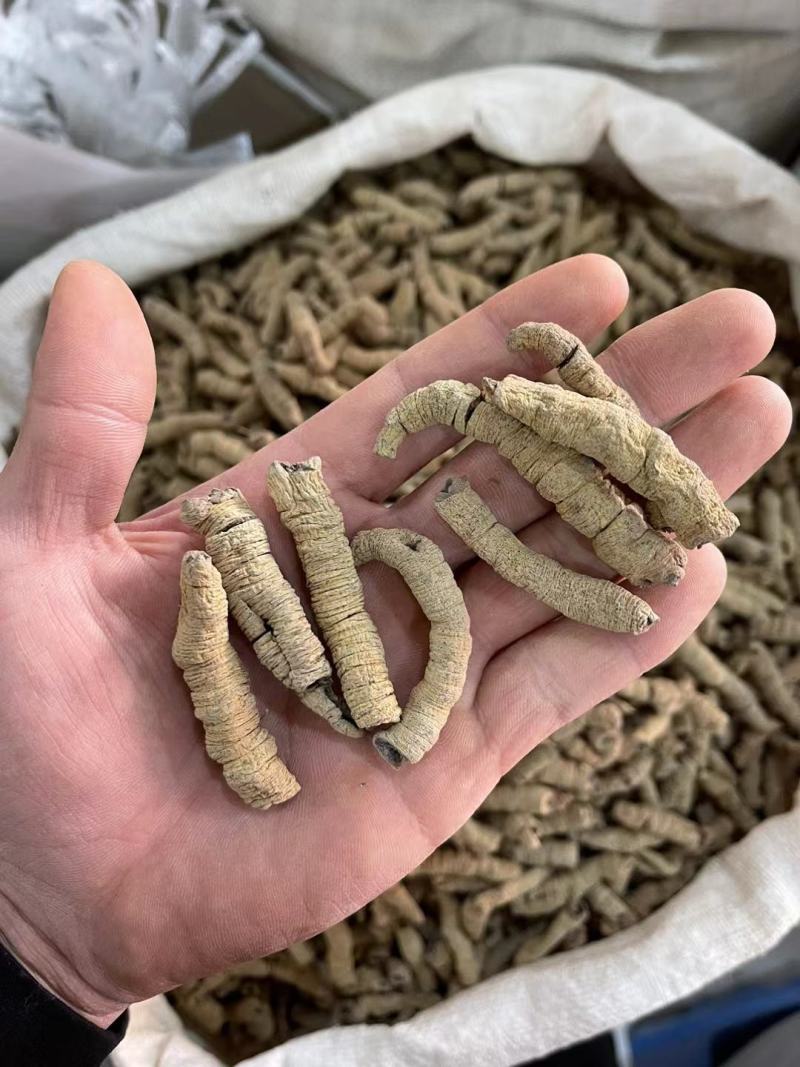 广东巴戟天中药材搭配锁阳肉苁蓉片杜仲男性泡酒泡水新货上市