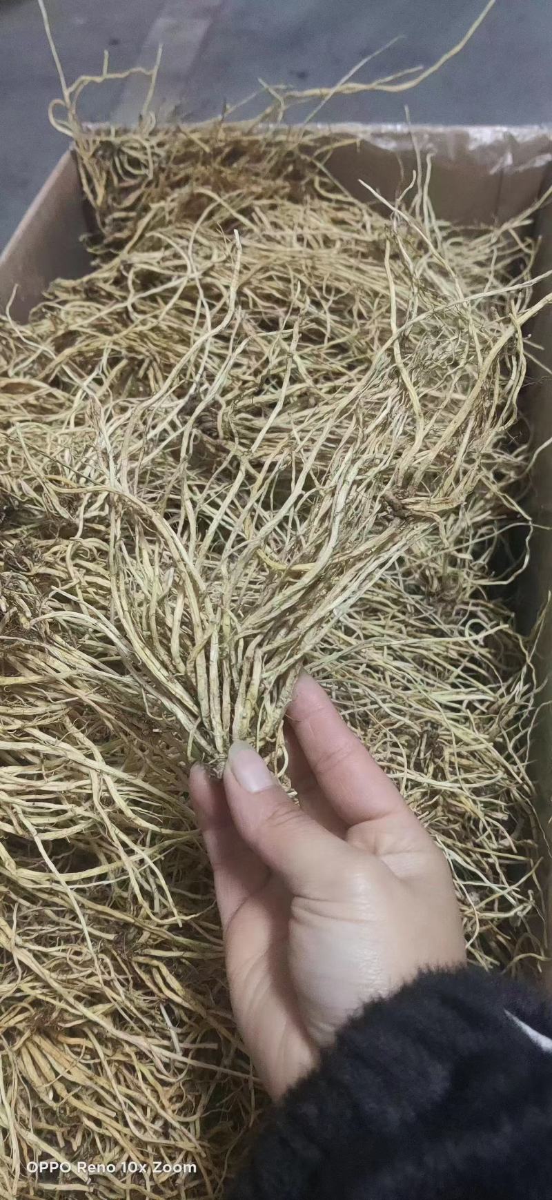 龙胆龙胆草东北龙胆云南龙胆北龙胆南龙胆