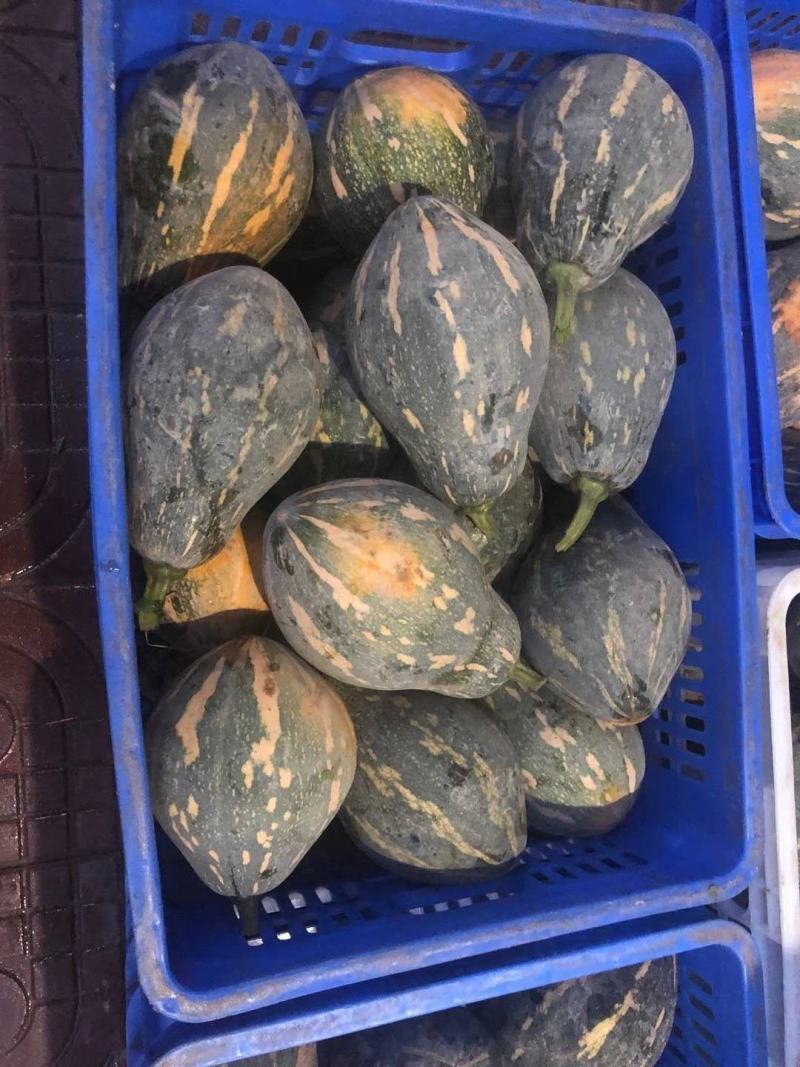 广东香芋南瓜大量上市广东南瓜欢迎实地考察选购