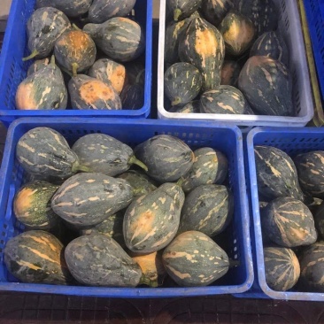 广东香芋南瓜大量上市广东南瓜欢迎实地考察选购