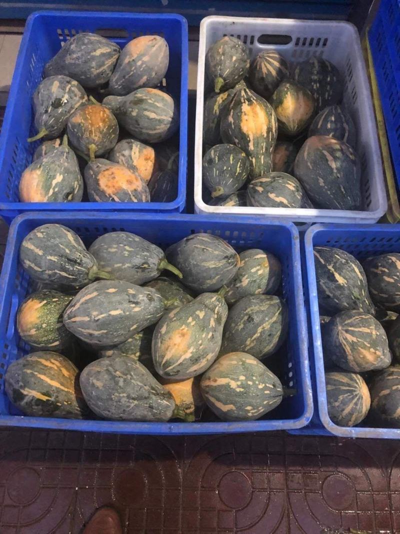 广东香芋南瓜大量上市广东南瓜欢迎实地考察选购