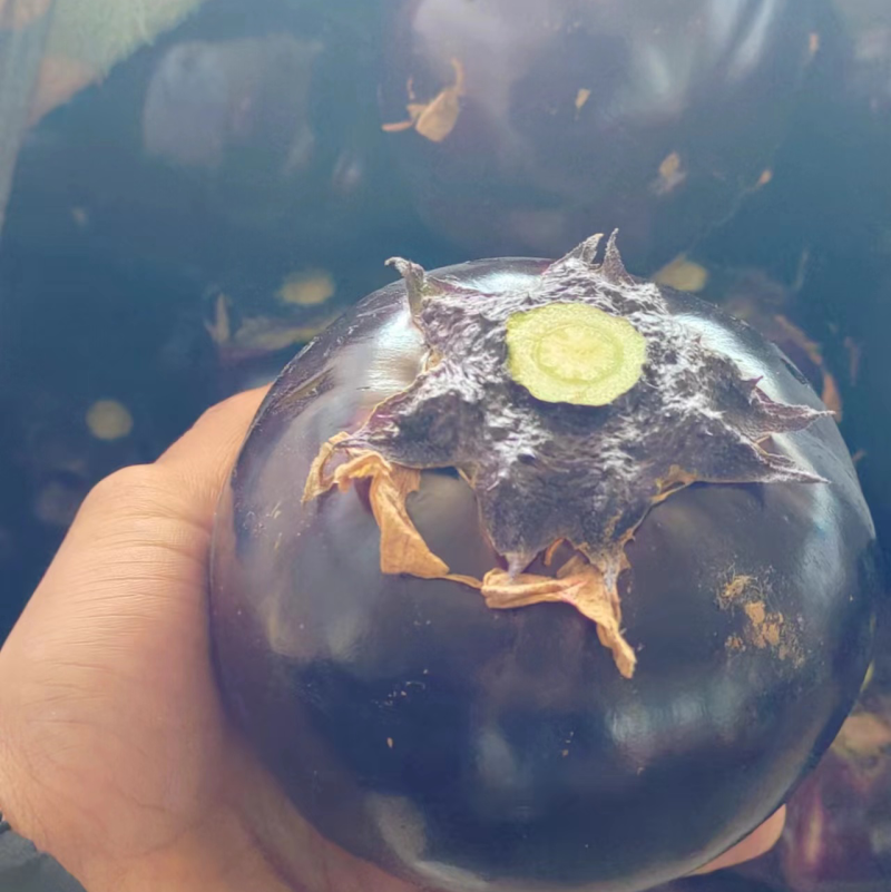 【茄子】山东紫光圆茄大量供应可视频看货品质保证