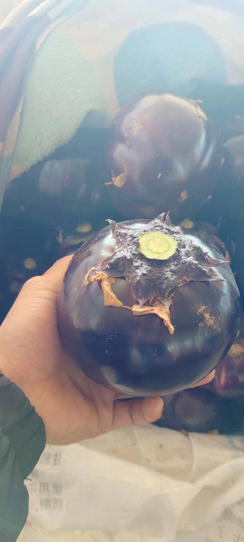 【茄子】山东紫光圆茄大量供应可视频看货品质保证