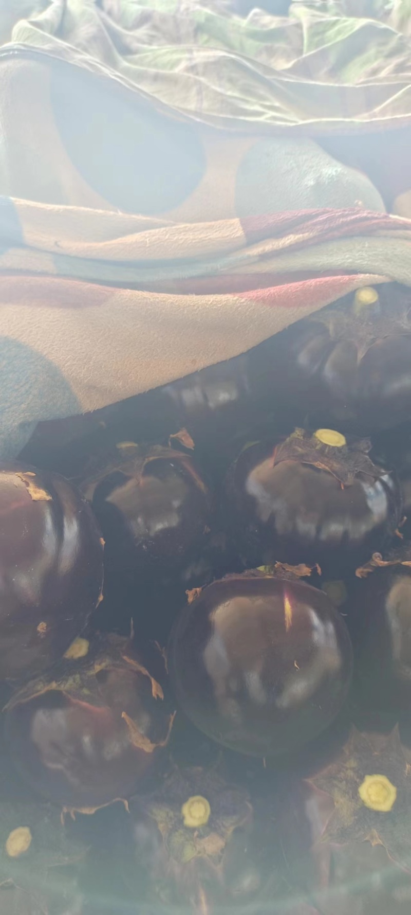 【茄子】山东紫光圆茄大量供应可视频看货品质保证