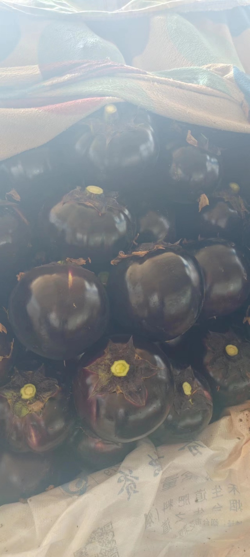 【茄子】山东紫光圆茄大量供应可视频看货品质保证