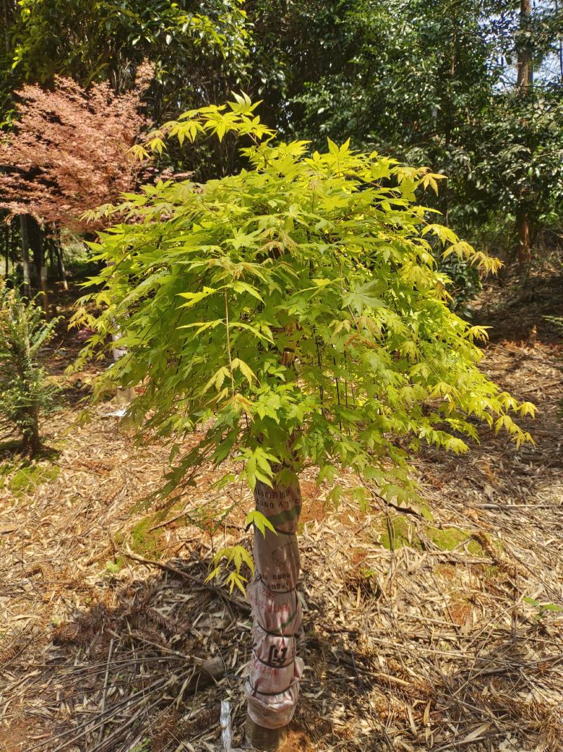 广西红枫，品种有:泰勒，黄金流泉，羽毛枫，月升，歌舞狂欢