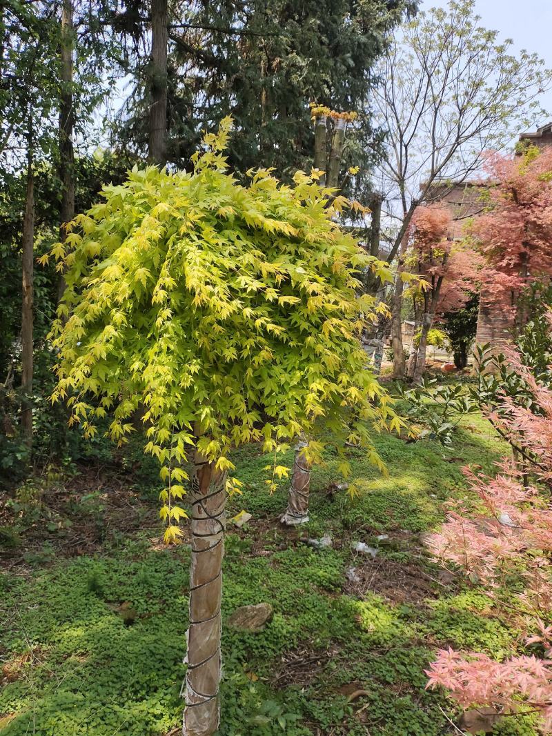 广西红枫，品种有:泰勒，黄金流泉，羽毛枫，月升，歌舞狂欢