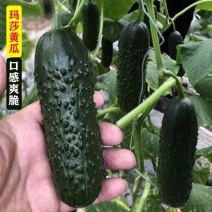 玛莎黄瓜清脆爽口寿光特产水果小黄瓜密刺水果黄瓜