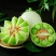 优质玉菇，甜瓜大量上市，质量好，价格低，货源充足代发全国