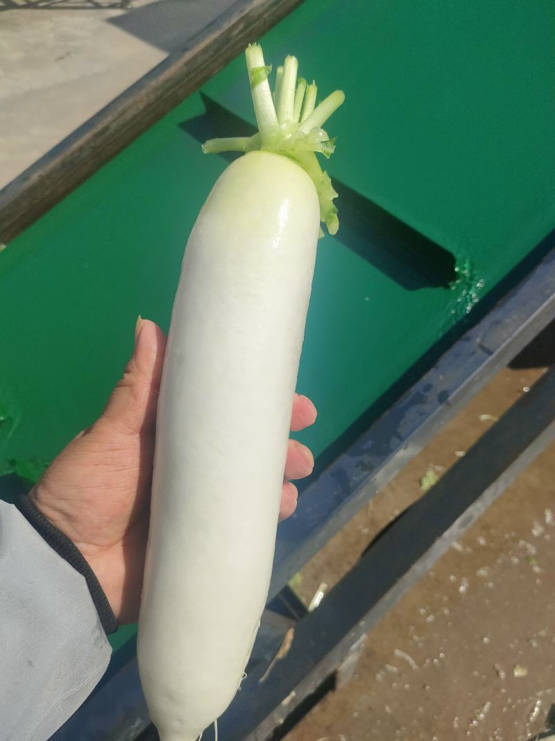 精品白萝卜供农贸市场商超电商平台