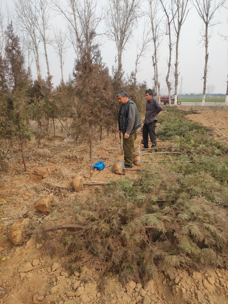 河南省南阳市优质侧柏，不烧枝不糊涂腿，带土球质优价廉。