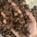 中药材羌活正品蚕羌片川羌竹节羌正品四川货散装多规格