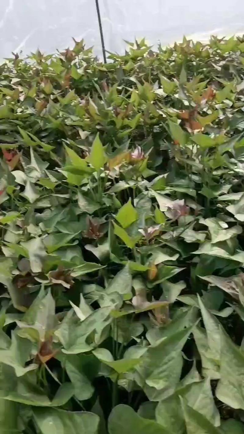 红薯苗