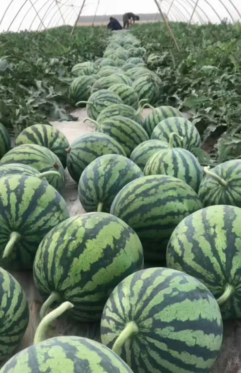 陕西精品美都，全国代办，产地直供，西瓜大量走货