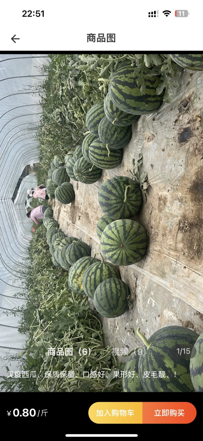陕西精品美都，全国代办，产地直供，西瓜大量走货