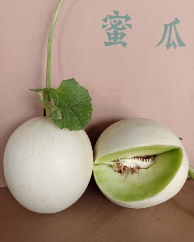 玉菇甜瓜，山东聊城莘县冰激凌玉菇甜瓜，奶香蜜甜瓜。