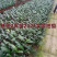 君子兰绿植四季常青开花高档室内阳台花卉