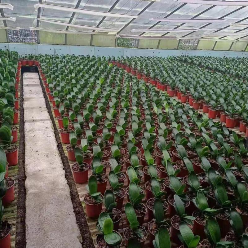 君子兰绿植四季常青开花高档室内阳台花卉