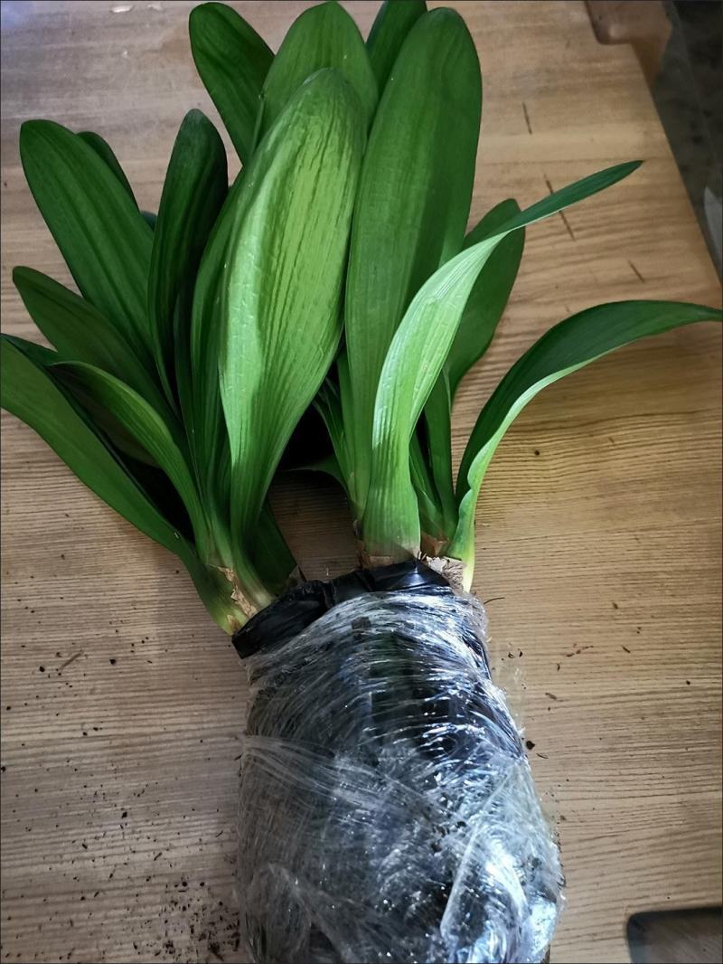 君子兰绿植四季常青开花高档室内阳台花卉