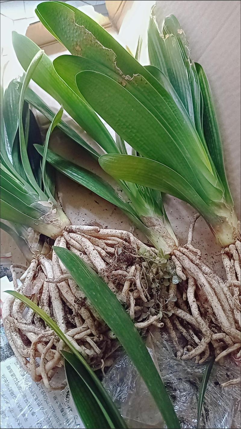 君子兰绿植四季常青开花高档室内阳台花卉