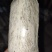 特质茯苓菌种，茯苓种子，段木种，茯神种，良心制种。
