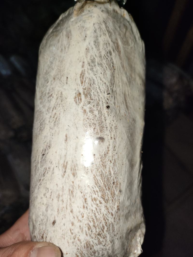 特质茯苓菌种，茯苓种子，段木种，茯神种，良心制种。