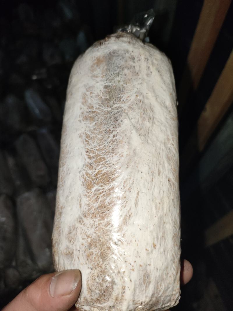 特质茯苓菌种，茯苓种子，段木种，茯神种，良心制种。