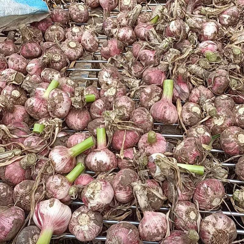 早熟蒜