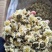 婺源黄菊黄山贡菊北京胎菊泡水泡茶新货上市全国发货包邮