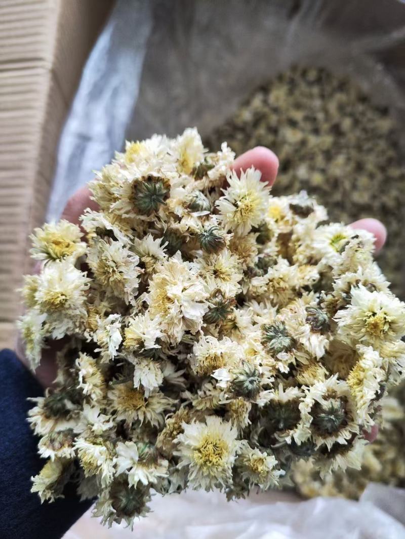 婺源黄菊黄山贡菊北京胎菊泡水泡茶新货上市全国发货包邮