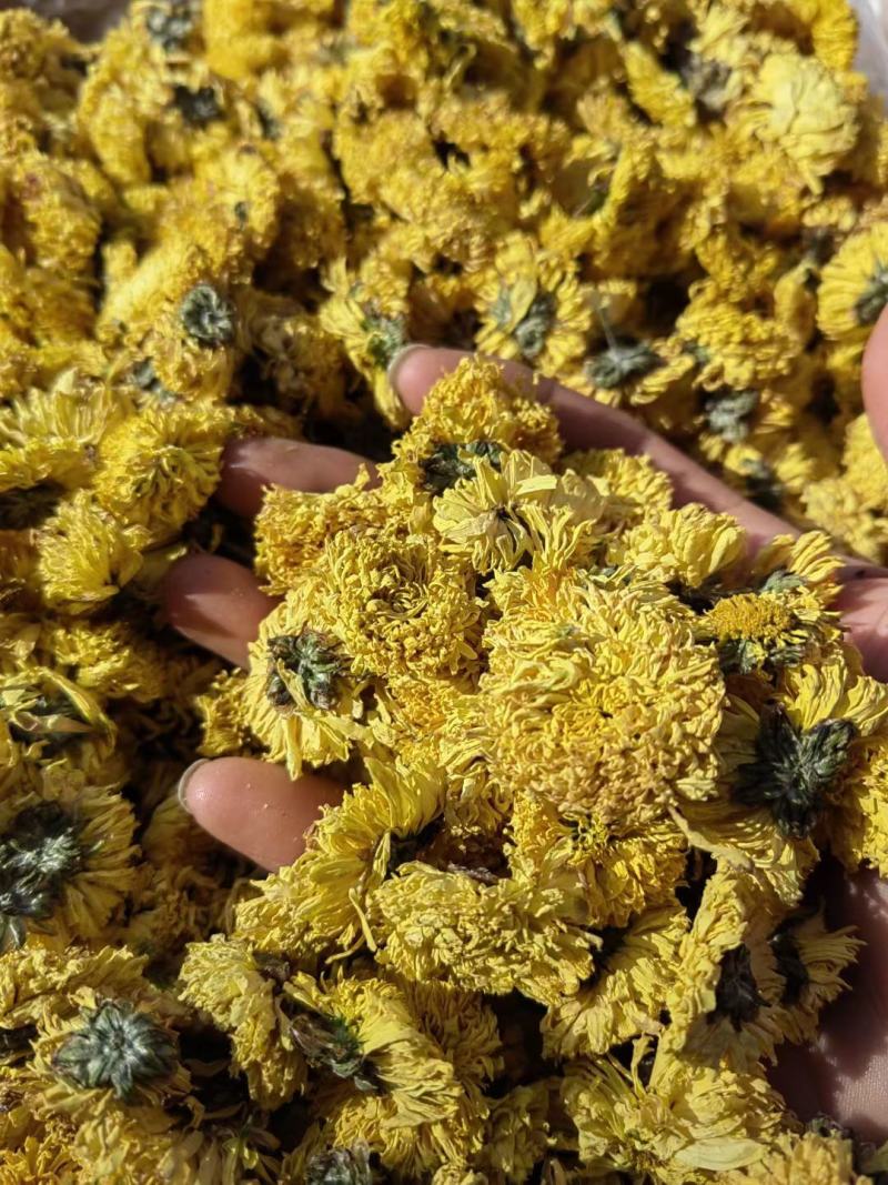 婺源黄菊黄山贡菊北京胎菊泡水泡茶新货上市全国发货包邮