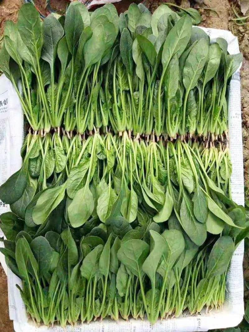 山东金乡精品菠菜，一手货源，产地直发，对接各大批发商！
