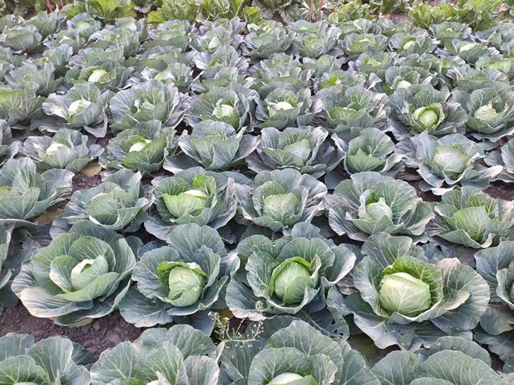 田间种植的平头一号甘蓝