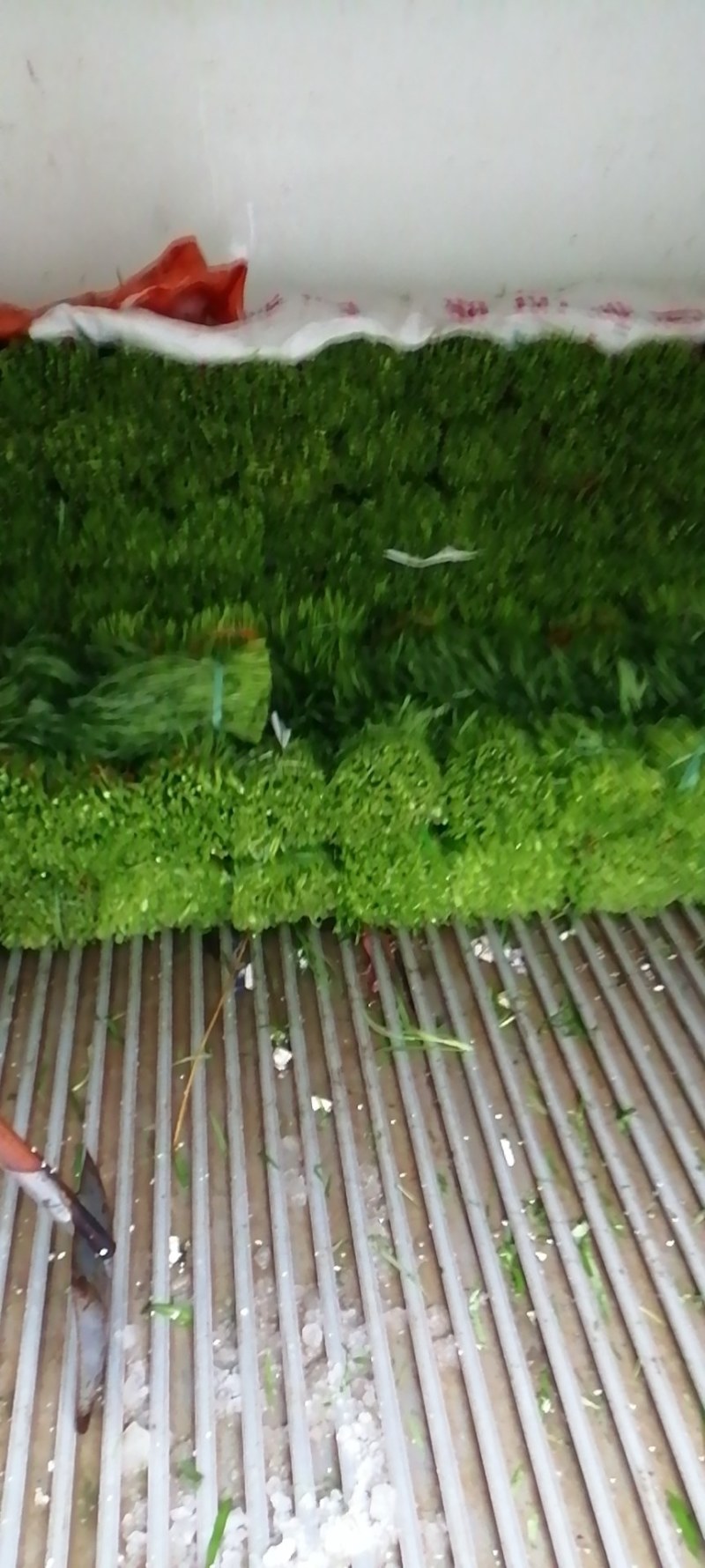 正品博白空心菜