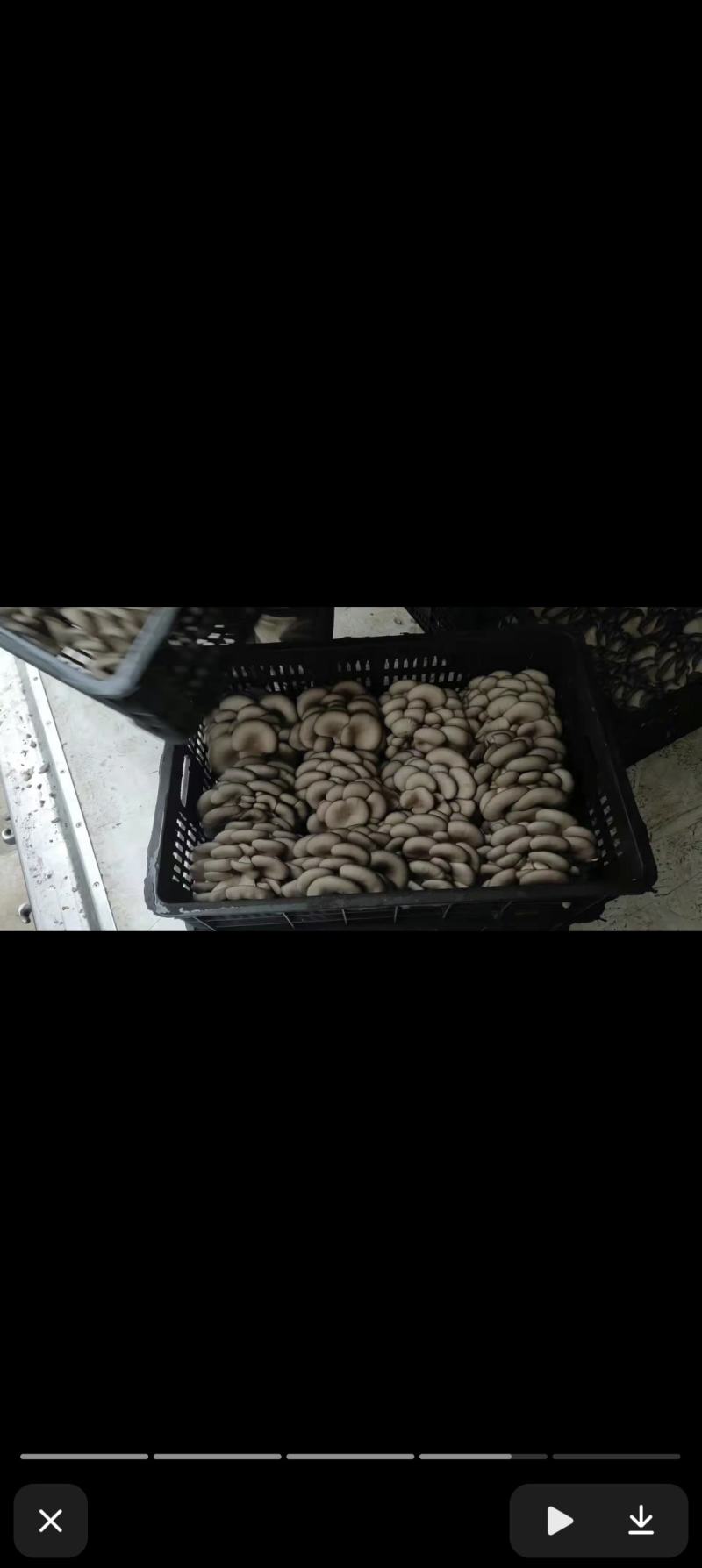 新鲜平菇