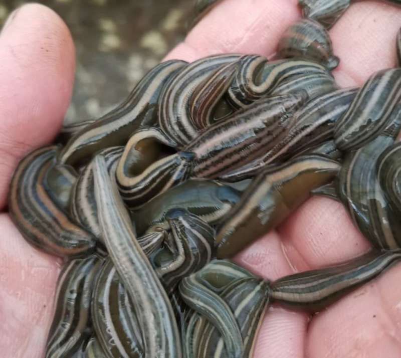 医蛭干品，含量高，药典标准，接受全面检验，规格全。