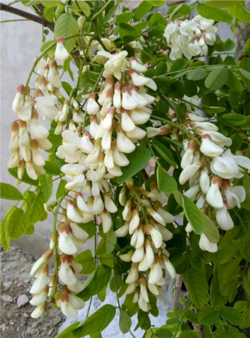 洋槐花农村手工摘货没有任何杂志