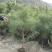 1米油松，有需要的老板可以联系我，地点陕西西安周至县，现