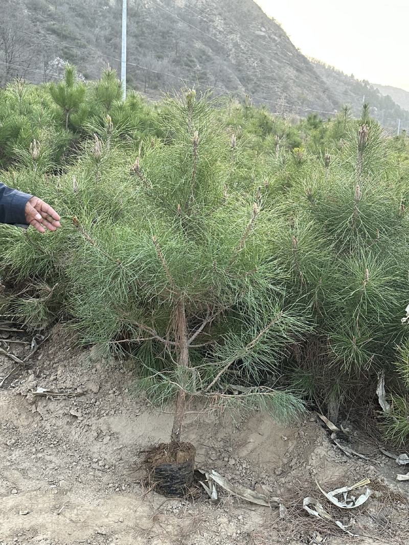 1米油松，有需要的老板可以联系我，地点陕西西安周至县，现