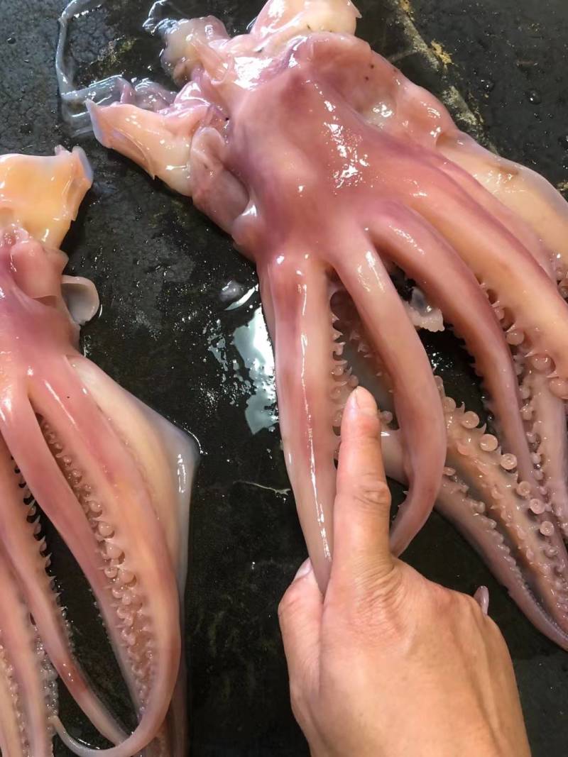 鱿鱼须，章鱼须，八爪鱼须