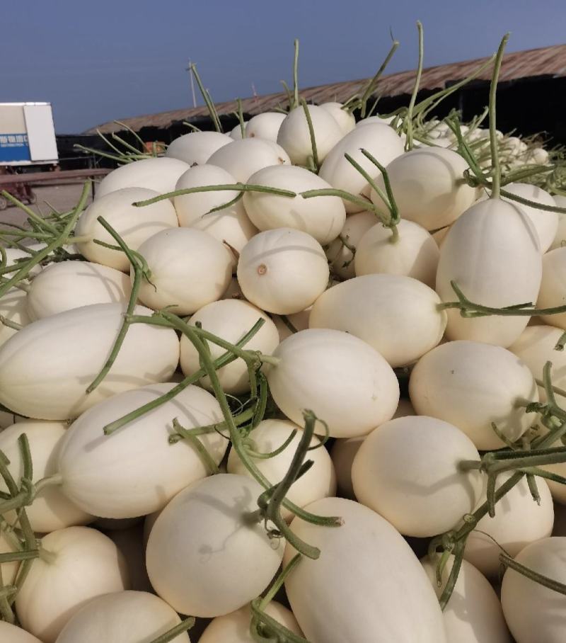 河南滑县精品白金蜜甜瓜货源充足产地直发量大从优