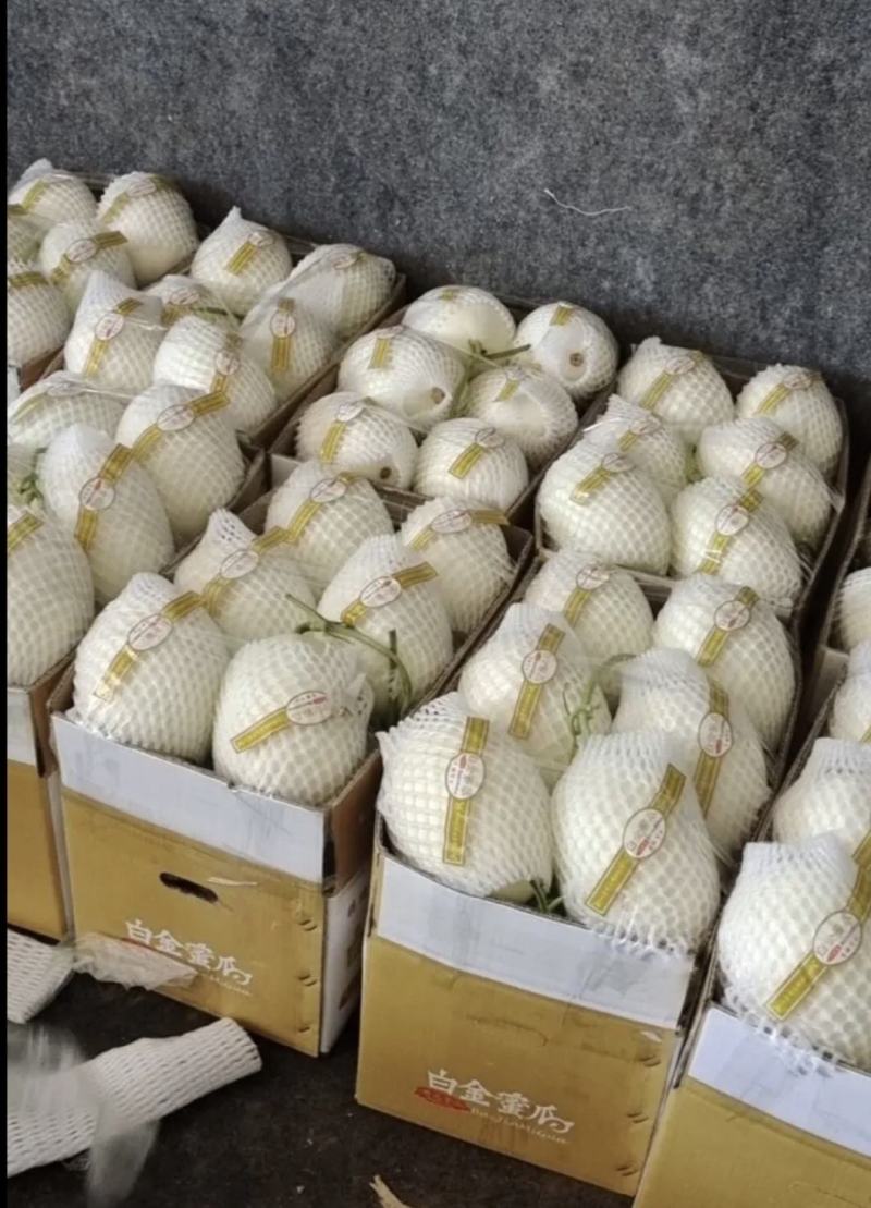 河南滑县精品白金蜜甜瓜货源充足产地直发量大从优