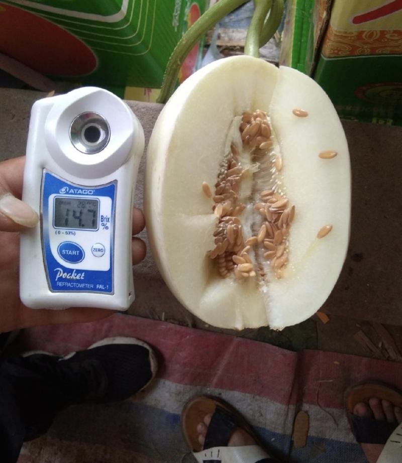 河南滑县精品白金蜜甜瓜货源充足产地直发量大从优