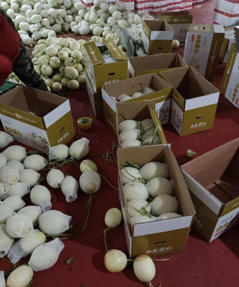 河南滑县精品白金蜜甜瓜货源充足产地直发量大从优