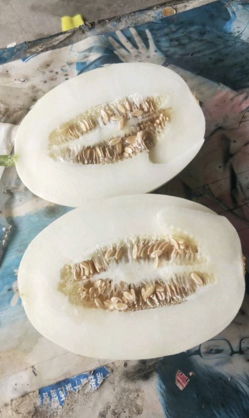 河南滑县精品白金蜜甜瓜货源充足产地直发量大从优