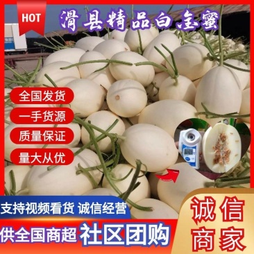 河南滑县精品白金蜜甜瓜货源充足产地直发量大从优